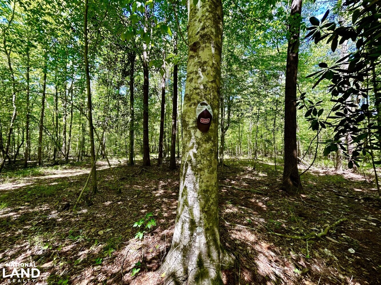 American Beech (Fagus grandiflora) (71 of 87)