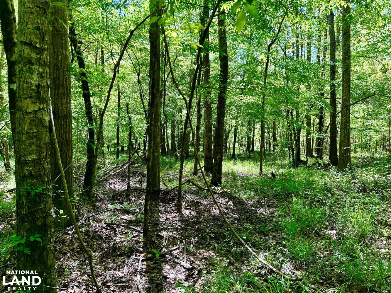 Mixed Hardwoods (72 of 87)
