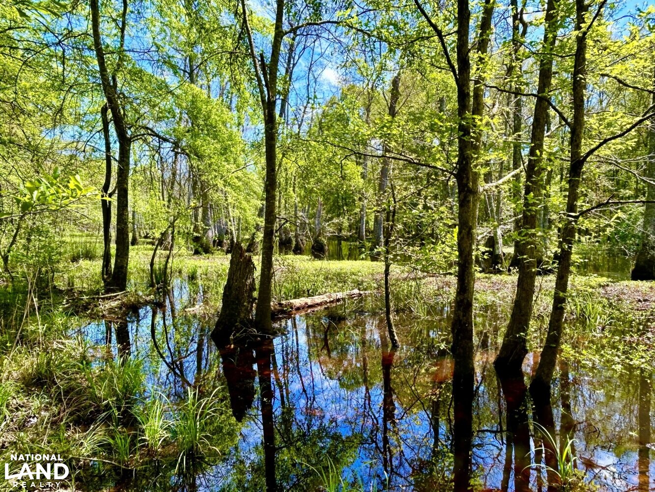 Cyrpess/gum slough (32 of 87)
