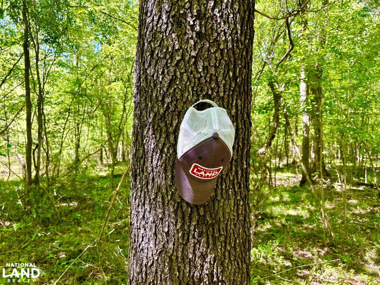 Black Cherry (Prunus serotina) (73 of 87)