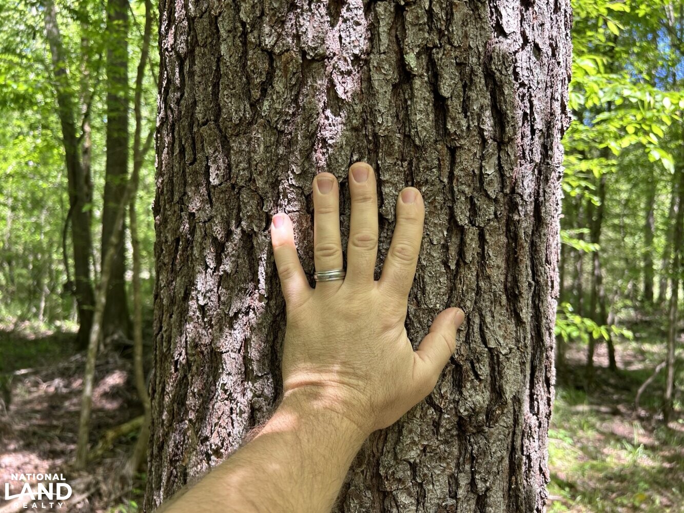 Spruce Pine (Pinus glabra) (75 of 87)