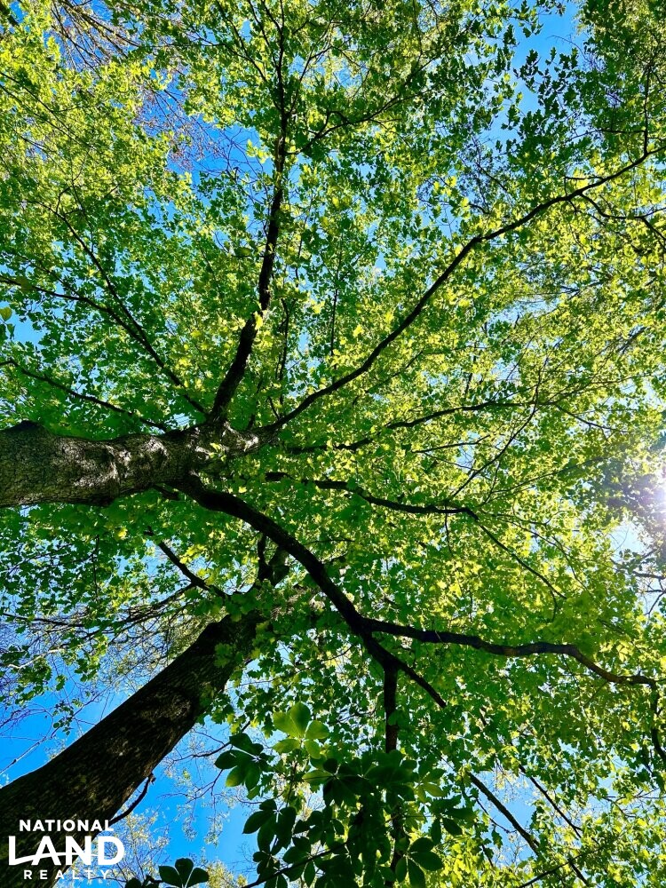 White Oak (Quercus alba) (76 of 87)