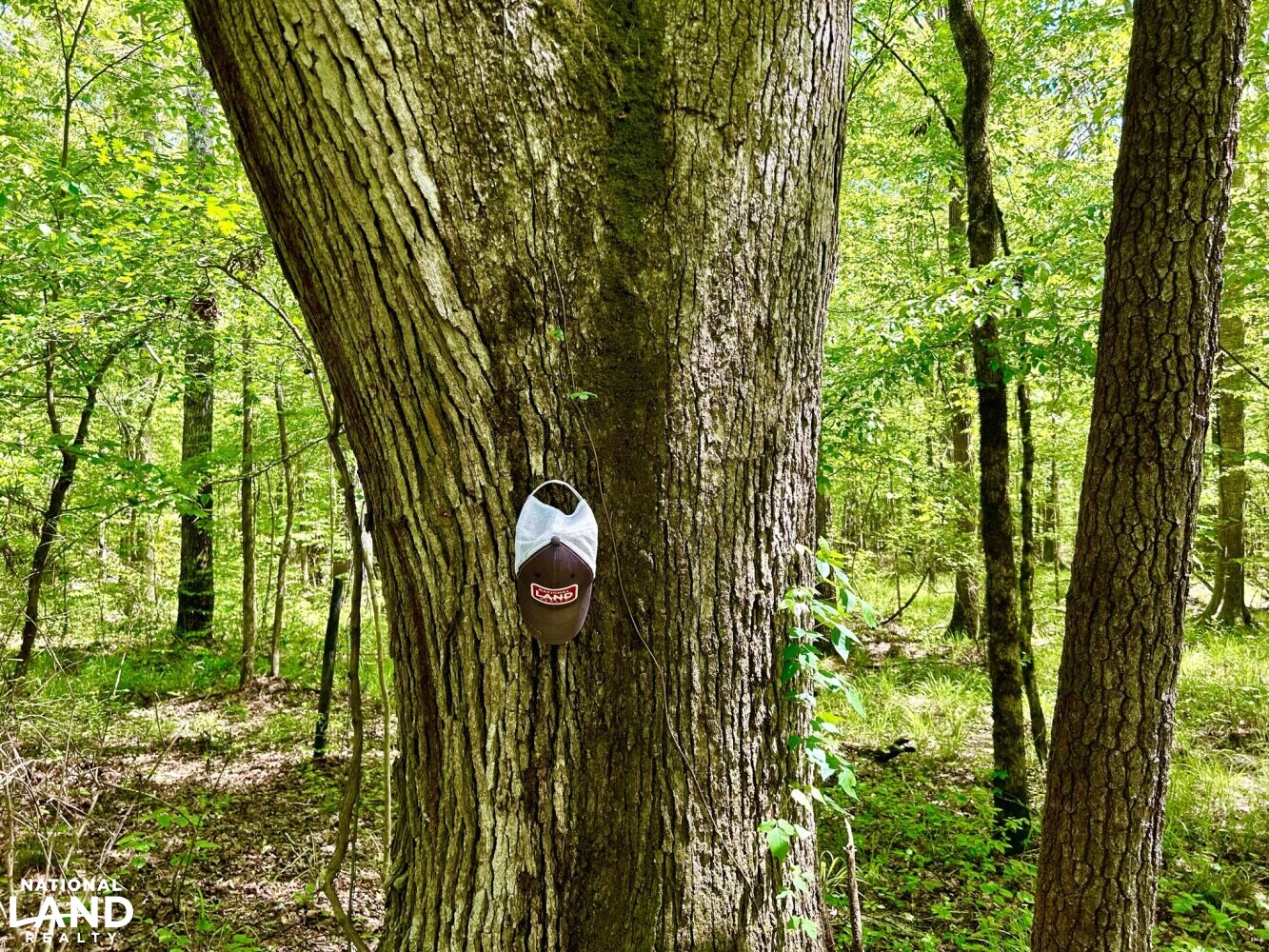 Large White Oak (Quercus alba) (44 of 87)