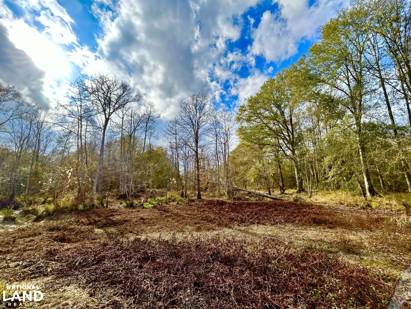 Hickory Homesite, Hay Fields, and Hardwood Timberland in Newton County, MS (16 of 87)