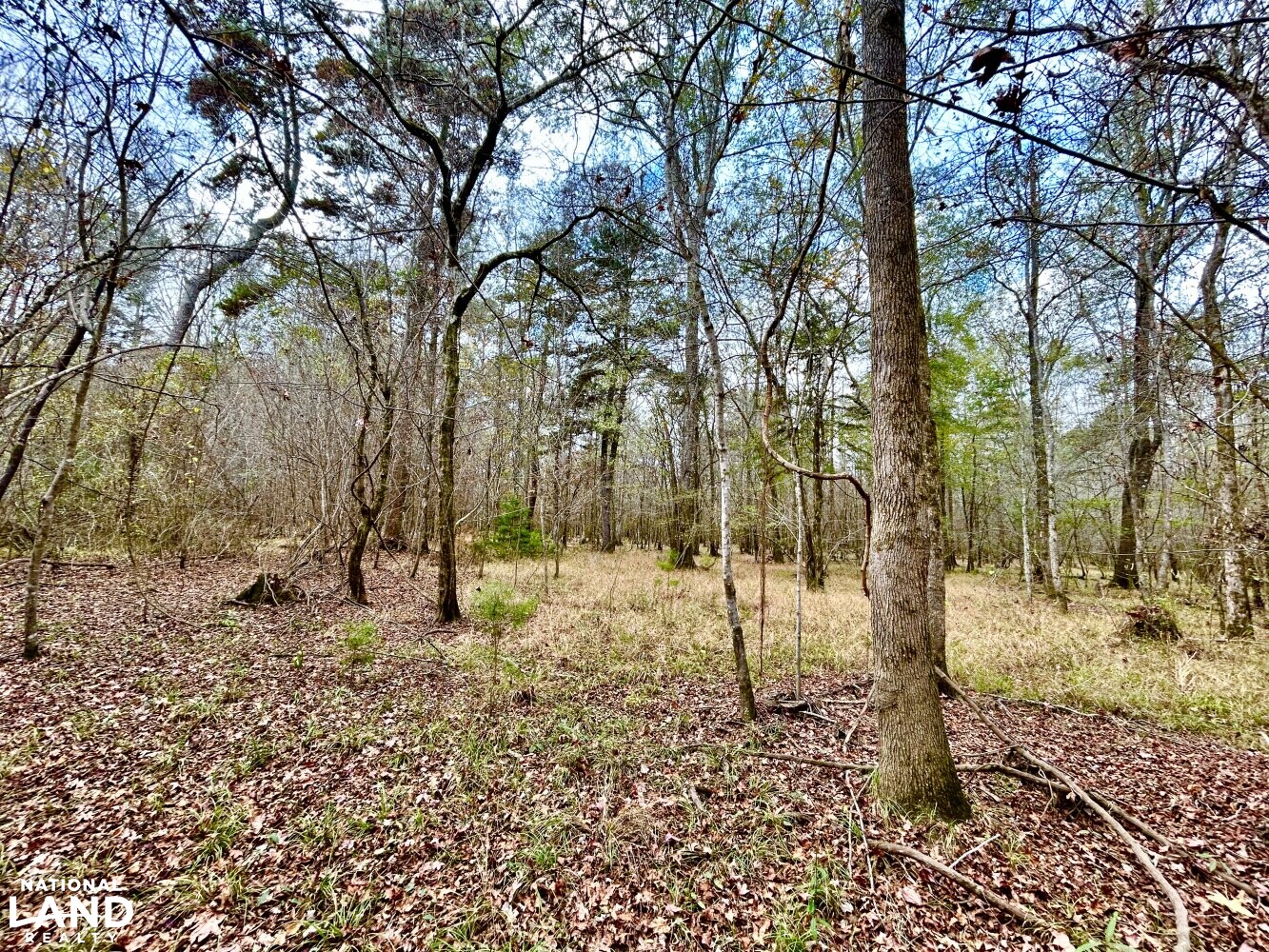 Hickory Homesite, Hay Fields, and Hardwood Timberland in Newton County, MS (18 of 87)