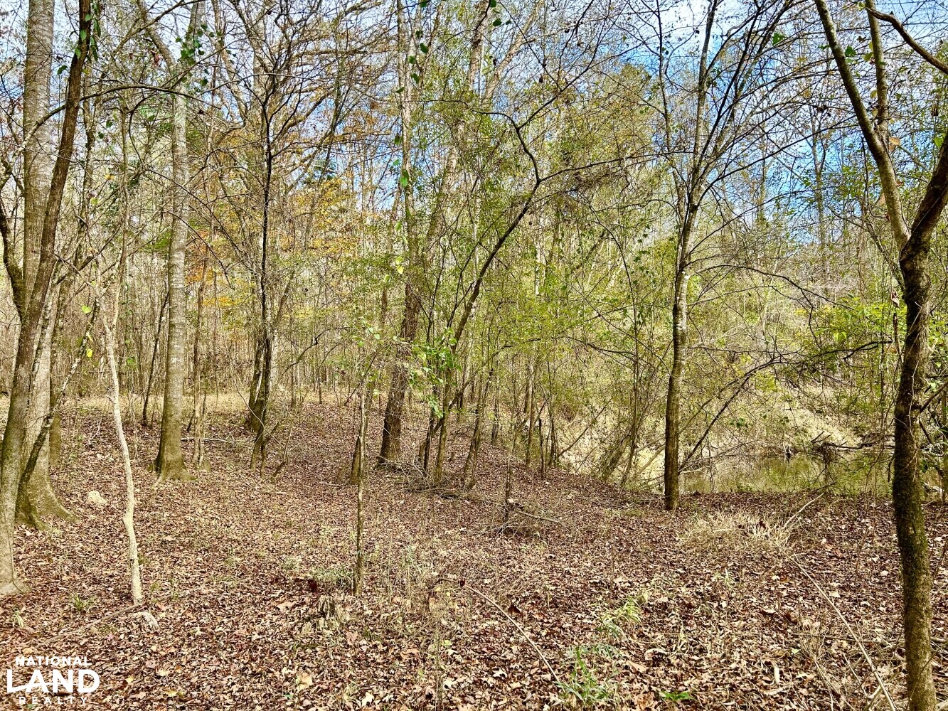 Hickory Homesite, Hay Fields, and Hardwood Timberland in Newton County, MS (19 of 87)