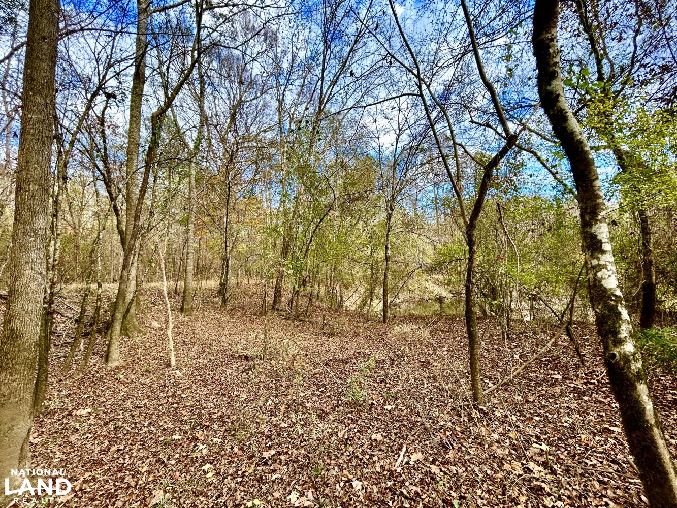 Hickory Homesite, Hay Fields, and Hardwood Timberland in Newton County, MS (15 of 87)