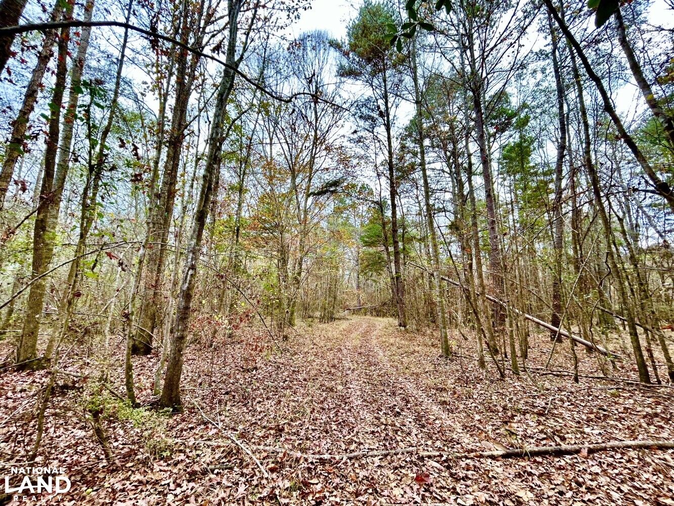 Hickory Homesite, Hay Fields, and Hardwood Timberland in Newton County, MS (3 of 87)