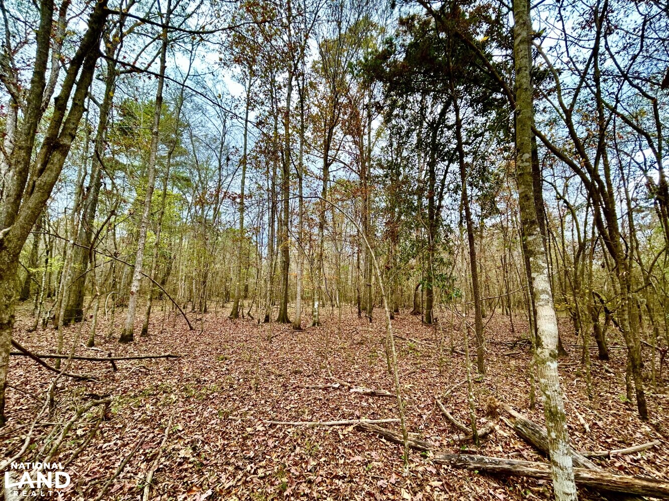 Hickory Homesite, Hay Fields, and Hardwood Timberland in Newton County, MS (7 of 87)