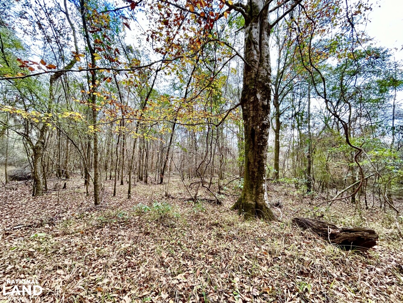 Hickory Homesite, Hay Fields, and Hardwood Timberland in Newton County, MS (8 of 87)