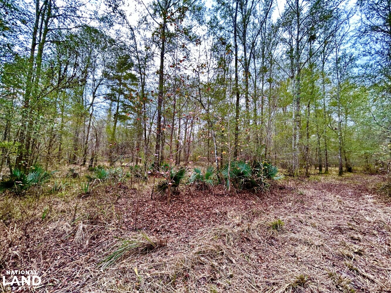 Hickory Homesite, Hay Fields, and Hardwood Timberland in Newton County, MS (20 of 87)