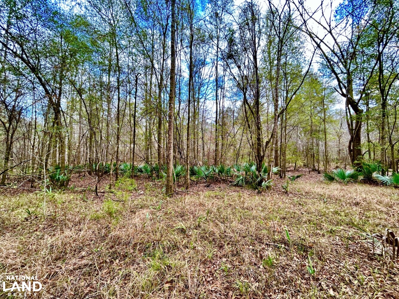 Hickory Homesite, Hay Fields, and Hardwood Timberland in Newton County, MS (22 of 87)