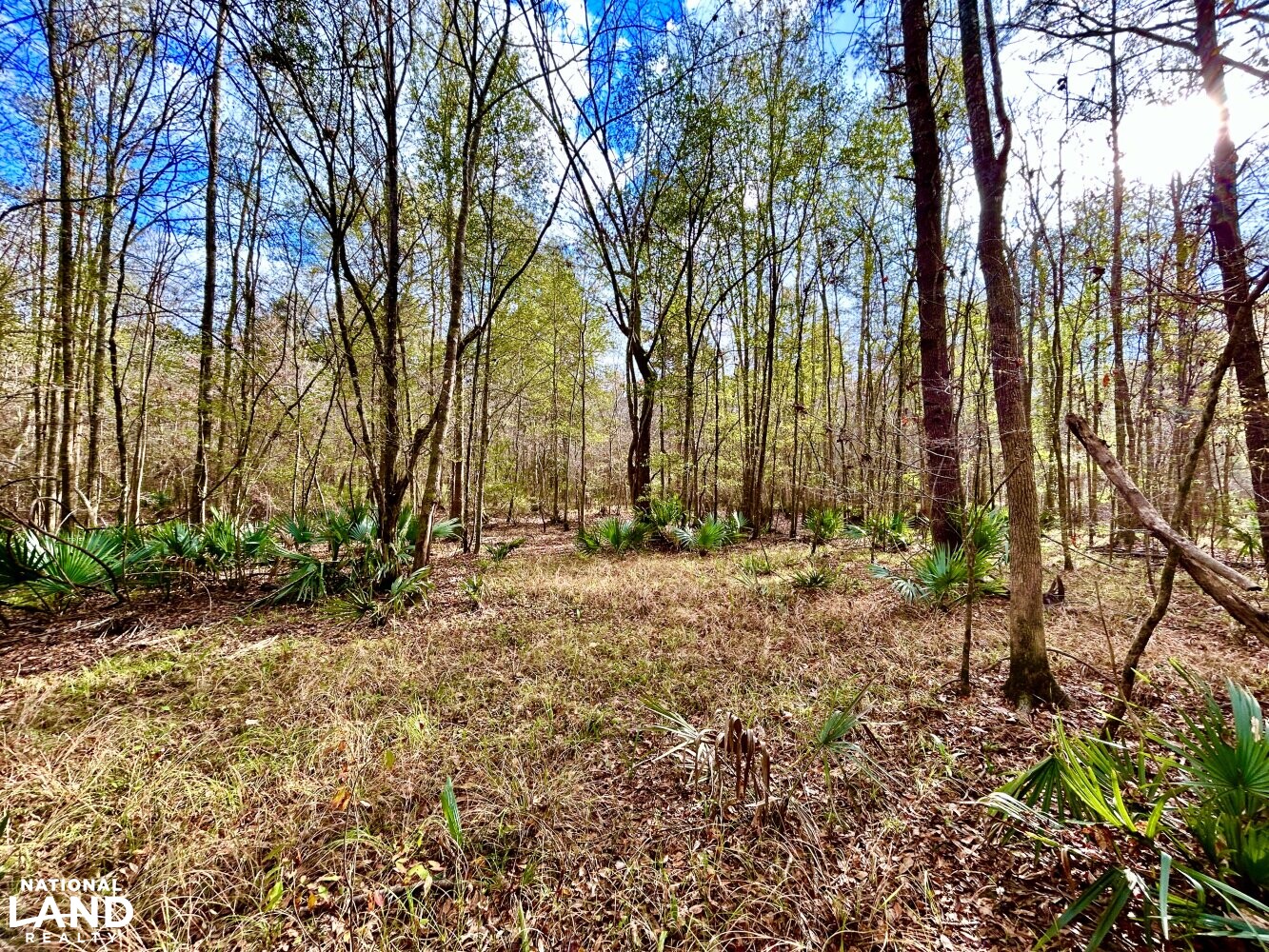 Hickory Homesite, Hay Fields, and Hardwood Timberland in Newton County, MS (2 of 87)