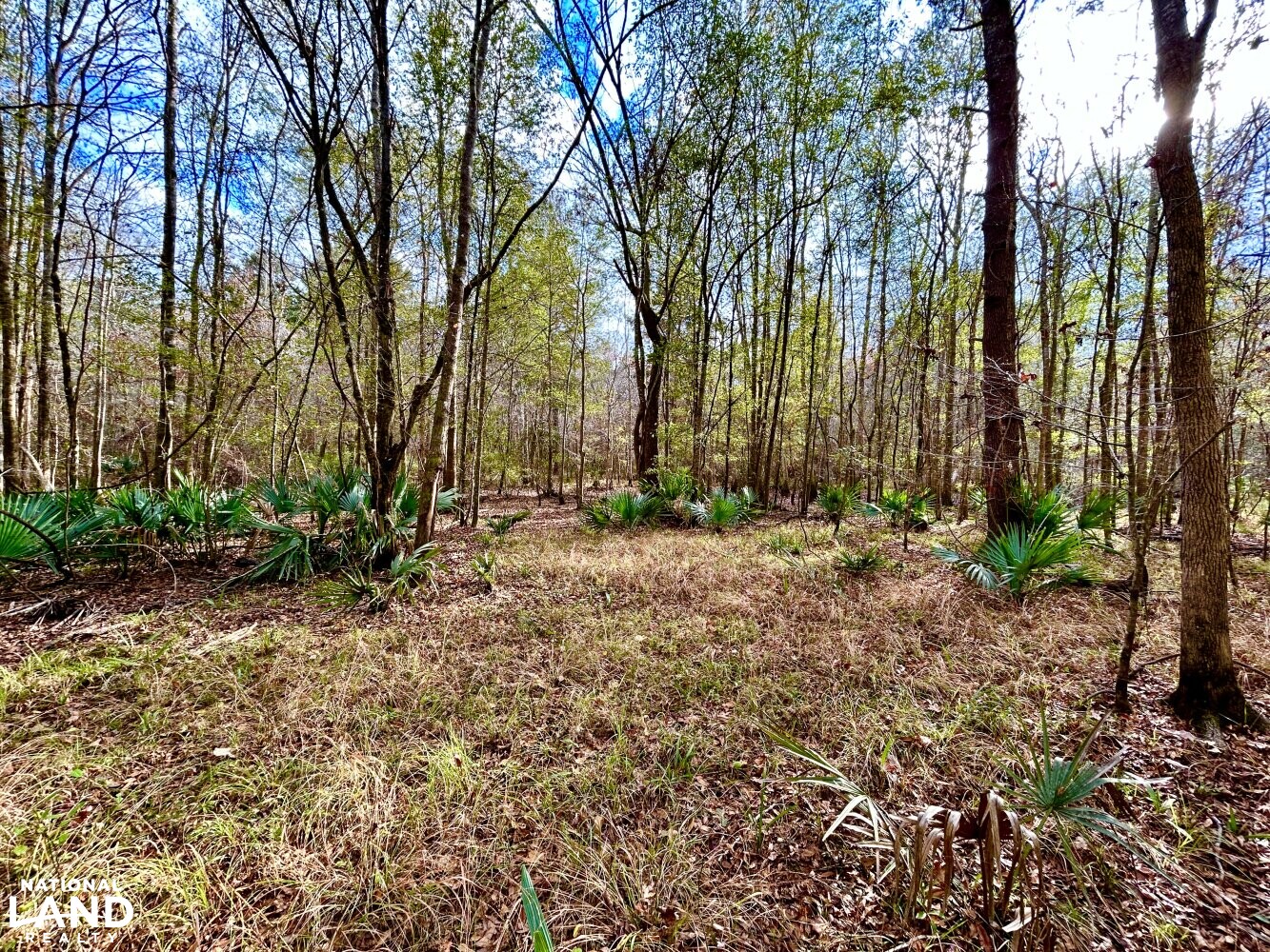 Hickory Homesite, Hay Fields, and Hardwood Timberland in Newton County, MS (21 of 87)