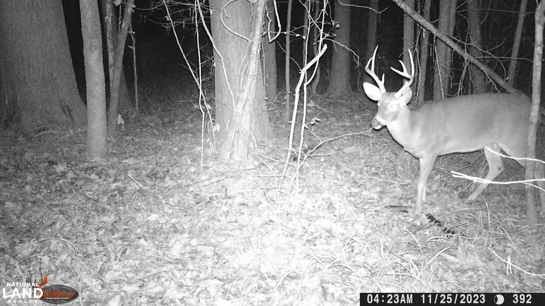 Hickory Homesite, Hay Fields, and Hardwood Timberland in Newton County, MS (81 of 87)