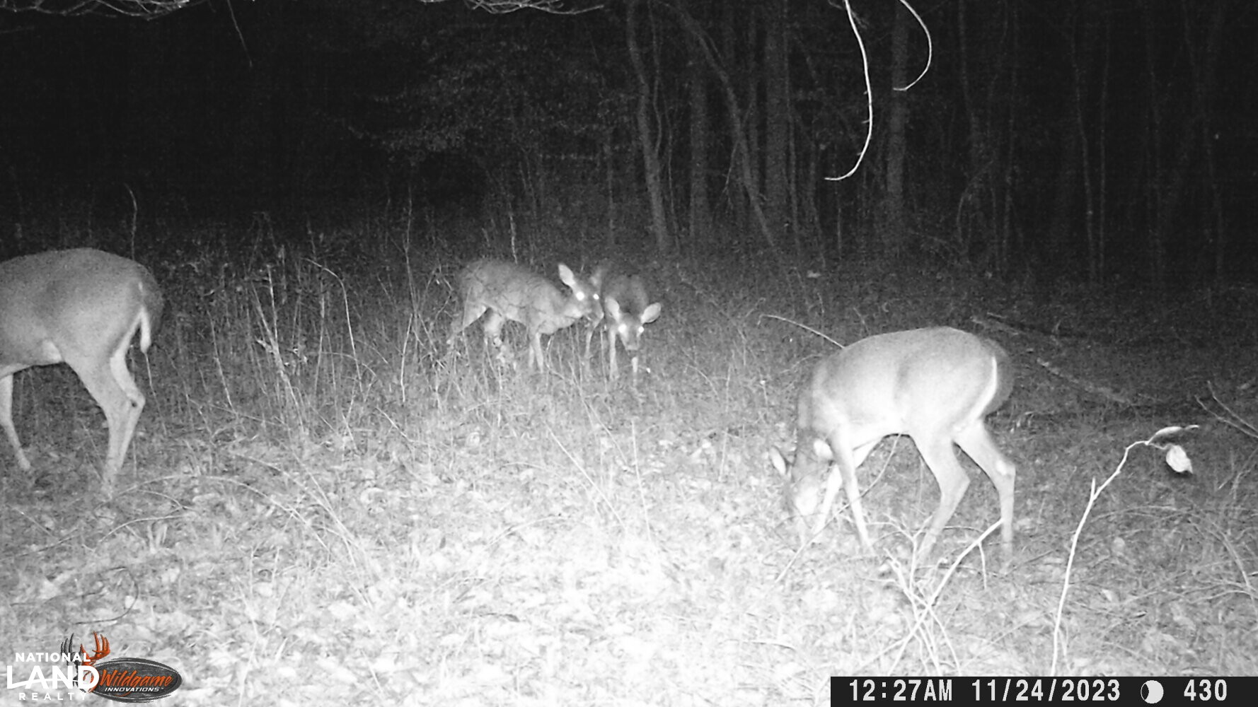Hickory Homesite, Hay Fields, and Hardwood Timberland in Newton County, MS (6 of 87)