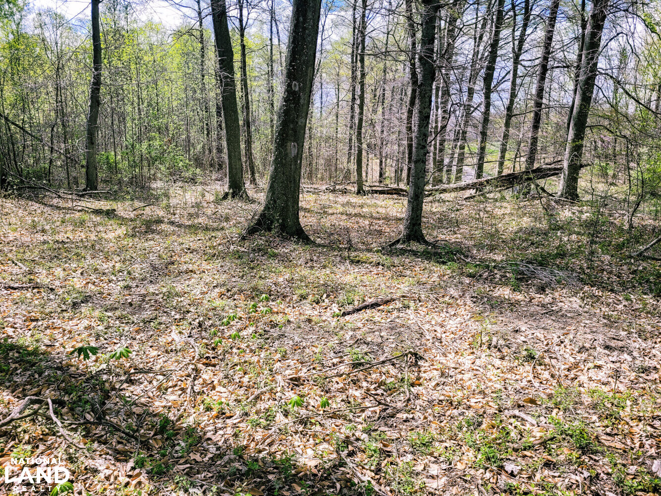 Looking south into the property from Harrod Road. (8 of 29)