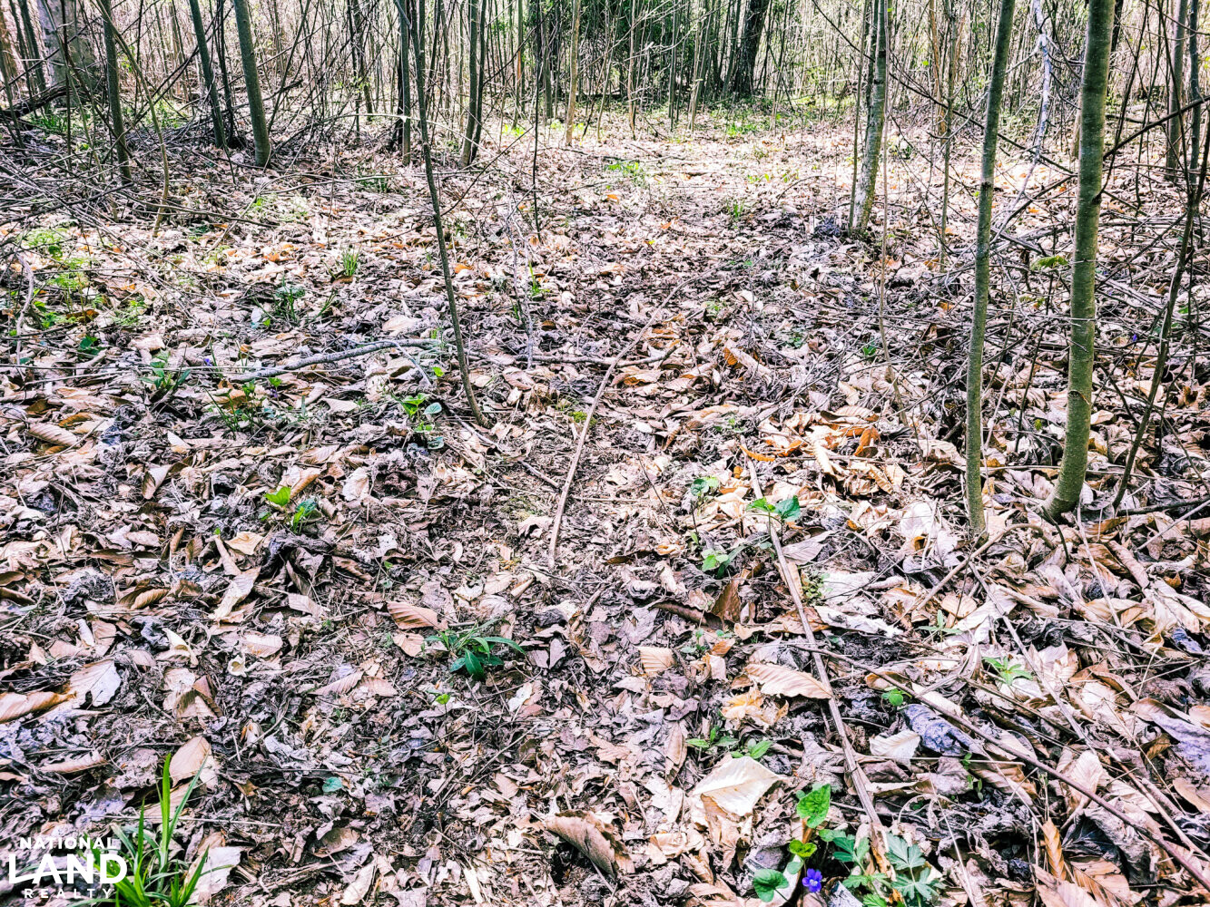 Nice Deer trail. (12 of 29)