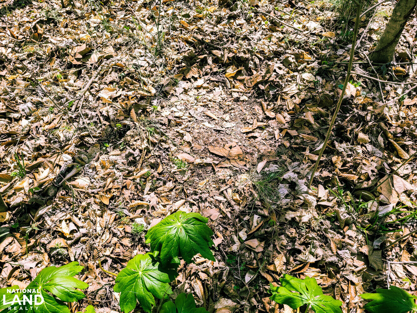 Deer bed. (28 of 29)