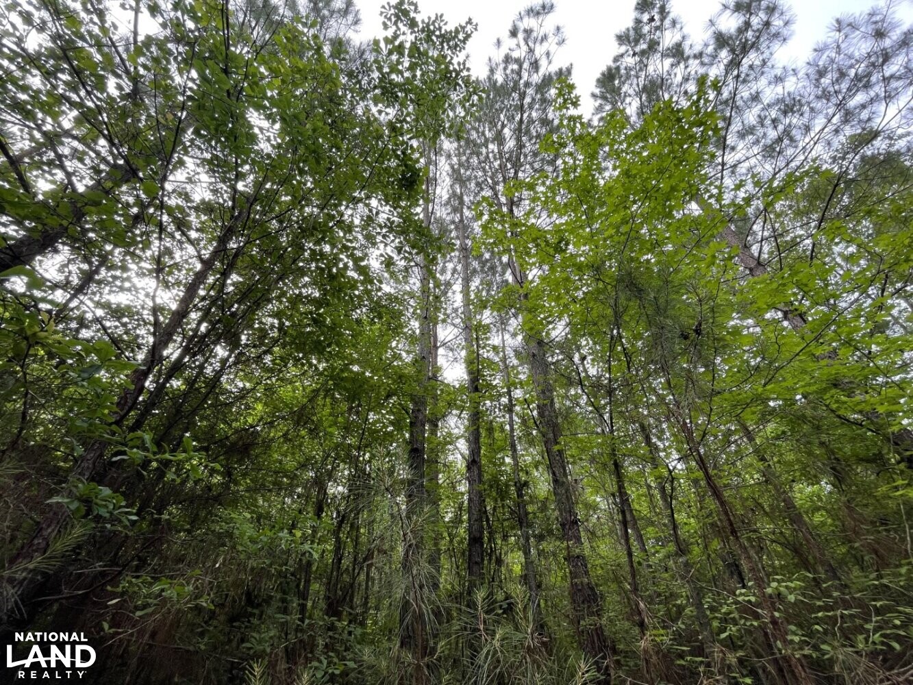 Callison Hunting & Recreational Property in Greenwood County, South