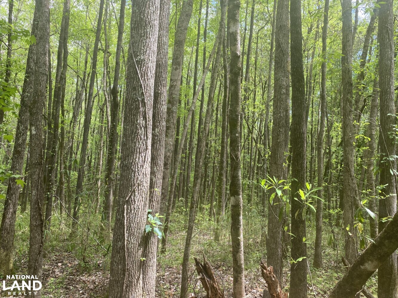 Cross Section Hunting in Macon County, Alabama (10 Photos) National Land Realty