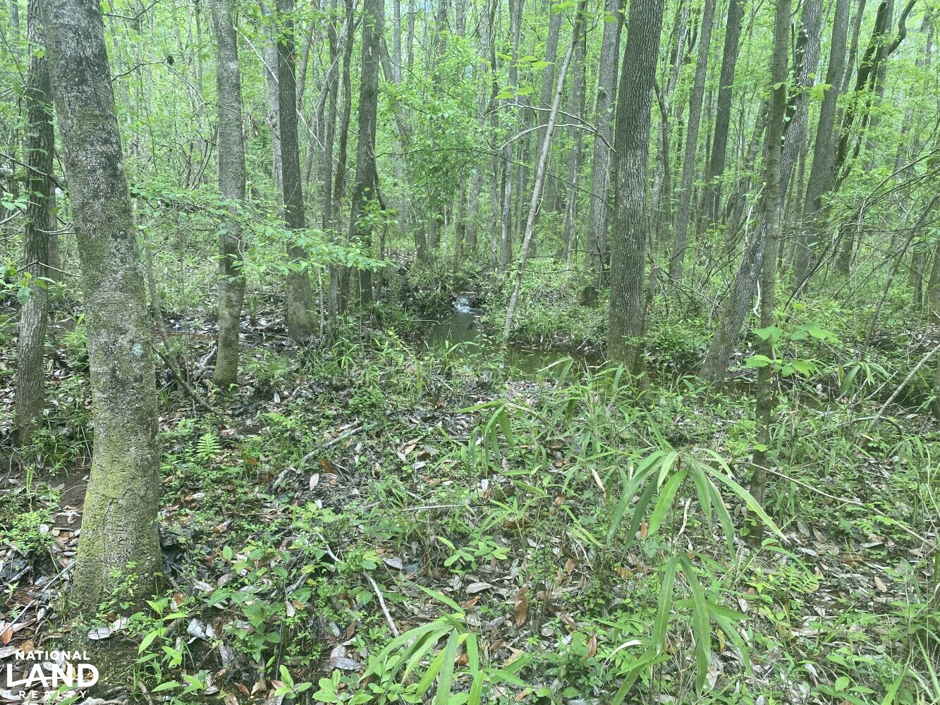 Cross Section Hunting in Macon County, Alabama (10 Photos) National Land Realty