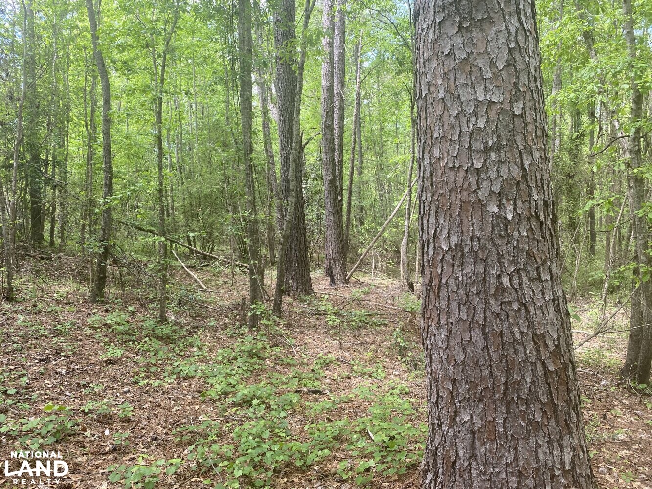 Cross Section Hunting in Macon County, Alabama (10 Photos) National Land Realty