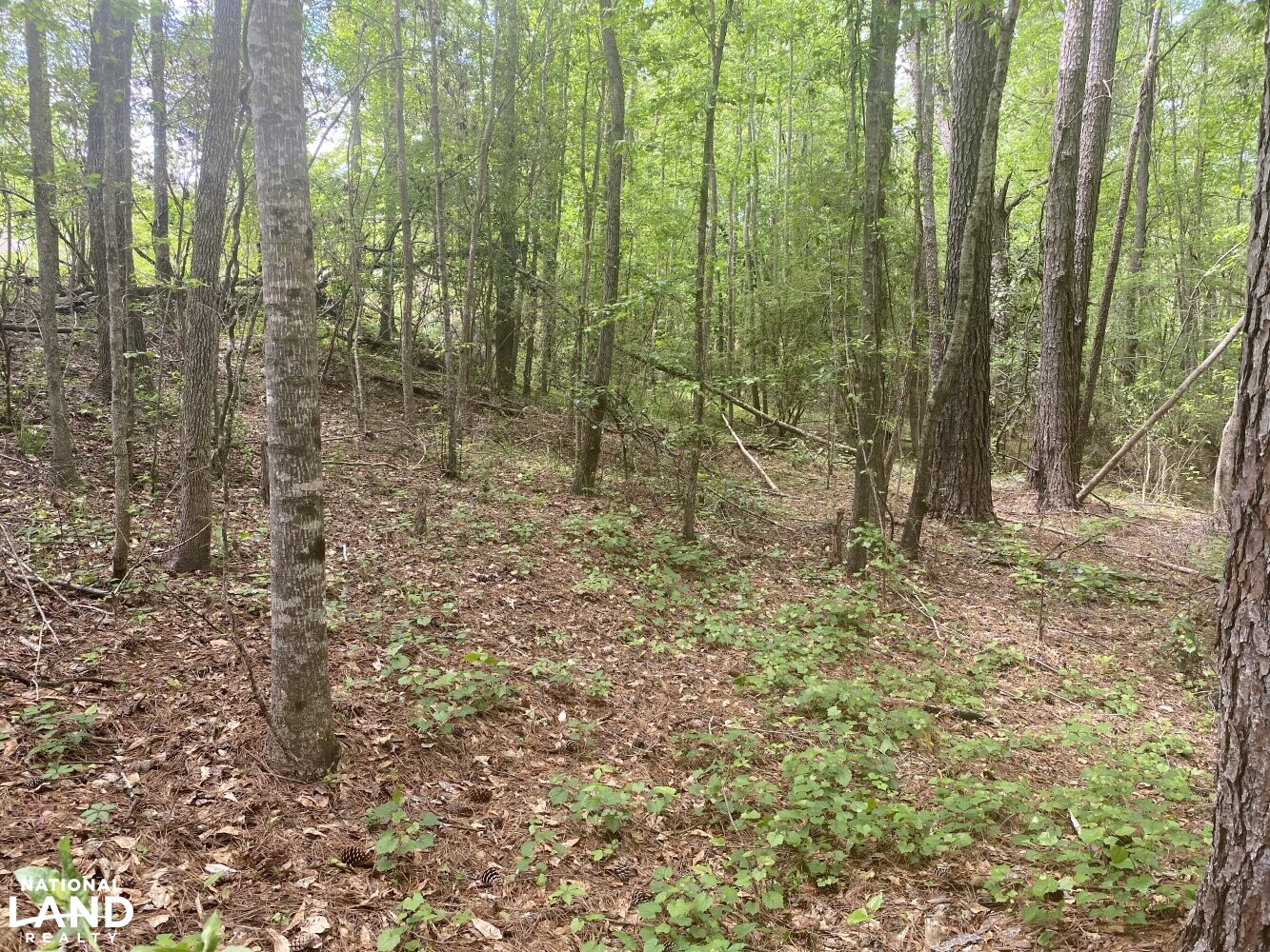 Cross Section Hunting in Macon County, Alabama (10 Photos) National Land Realty