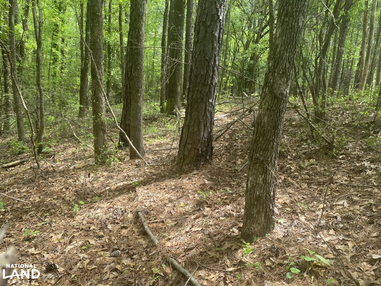 Cross Section Hunting in Macon County, Alabama (10 Photos) National Land Realty