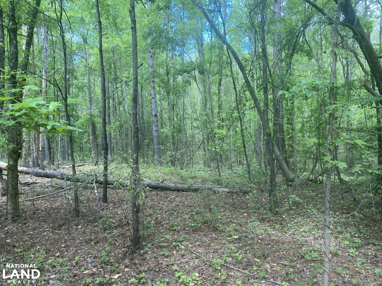 Cross Section Hunting in Macon County, Alabama (10 Photos) National Land Realty