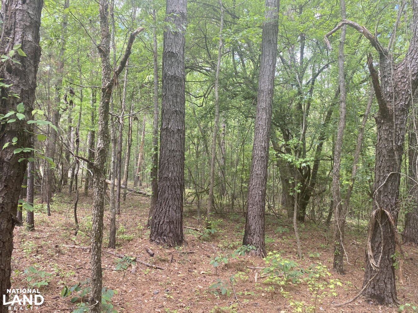 Cross Section Hunting in Macon County, Alabama (10 Photos) National Land Realty