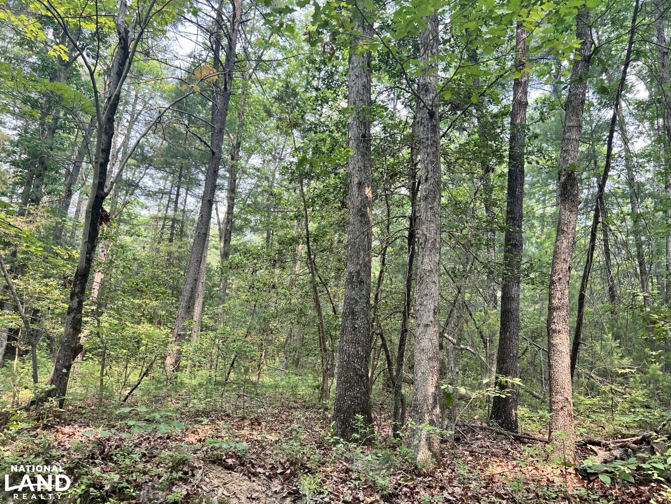 250+/- Acre Caroline County Farm in Caroline County, VA (4 of 8)