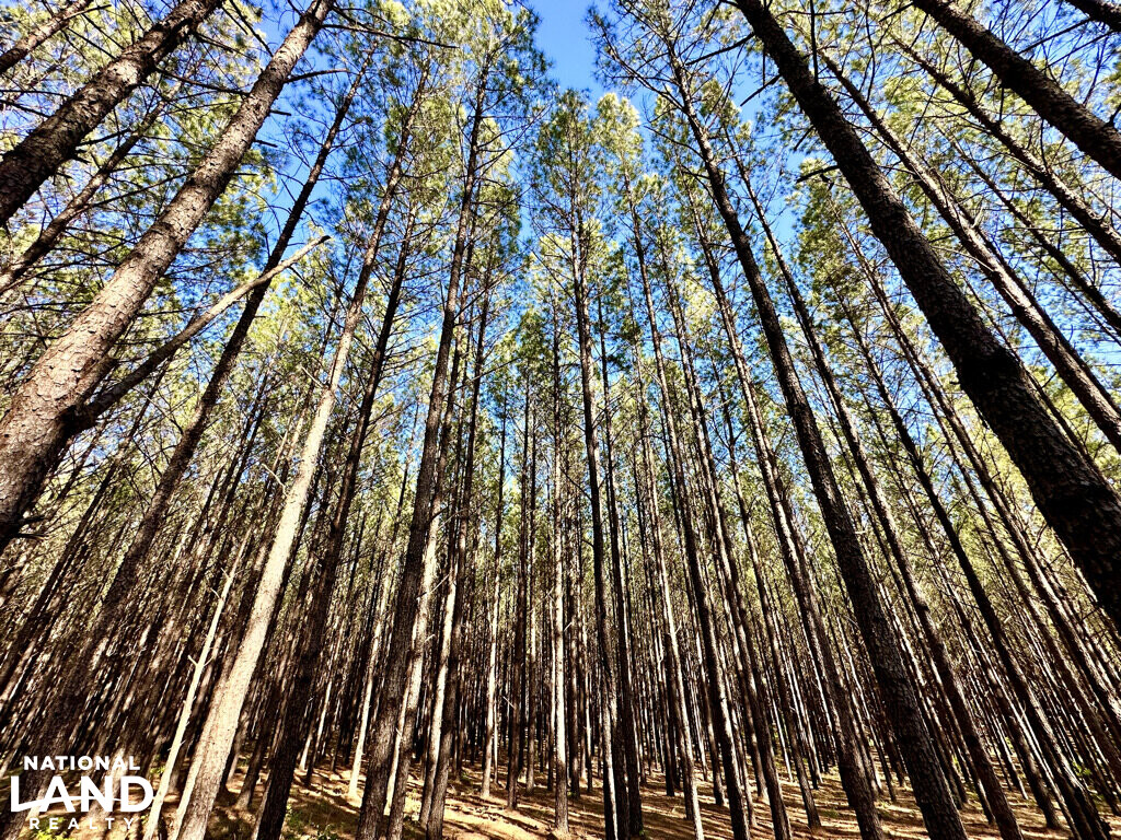 Buck Branch & Big Timber Near I16 in Twiggs County, (75 Photos