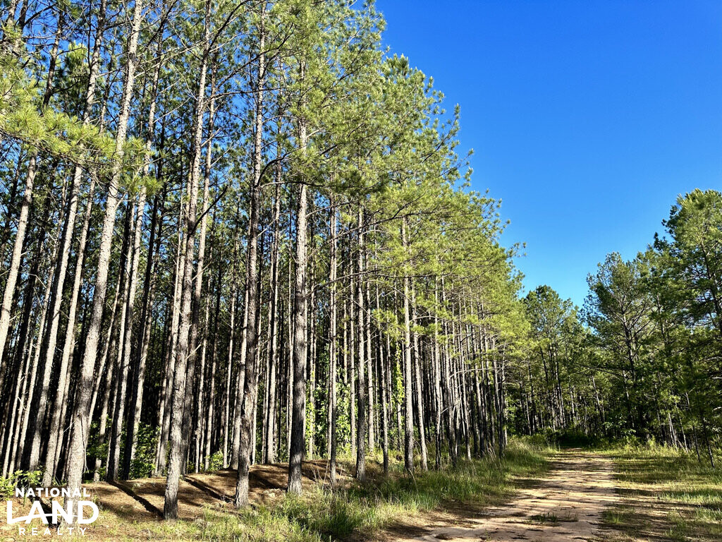 Buck Branch & Big Timber Near I16 in Twiggs County, (75 Photos