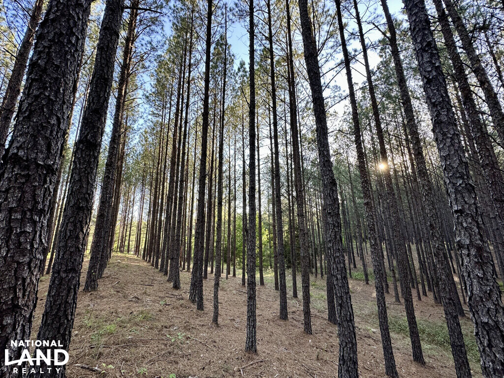 Buck Branch & Big Timber Near I16 in Twiggs County, (75 Photos