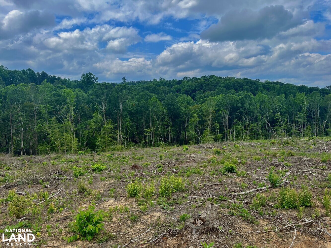Sipsey River Timber & Hunting in Tuscaloosa County, Alabama (67 Photos