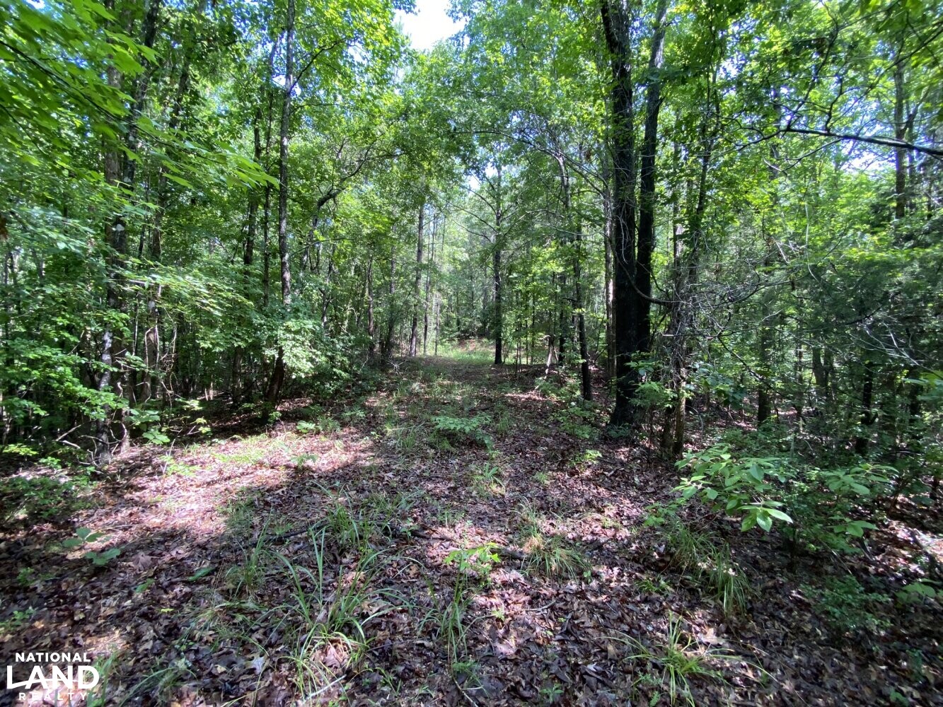 Gordo Homesite Hunting Timber Tract in Pickens County, Alabama (31