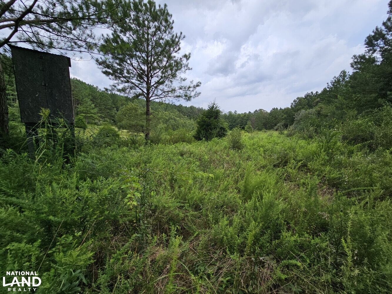 Brilliant Hunting and Timberland 4 in Marion County, Alabama (29 Photos