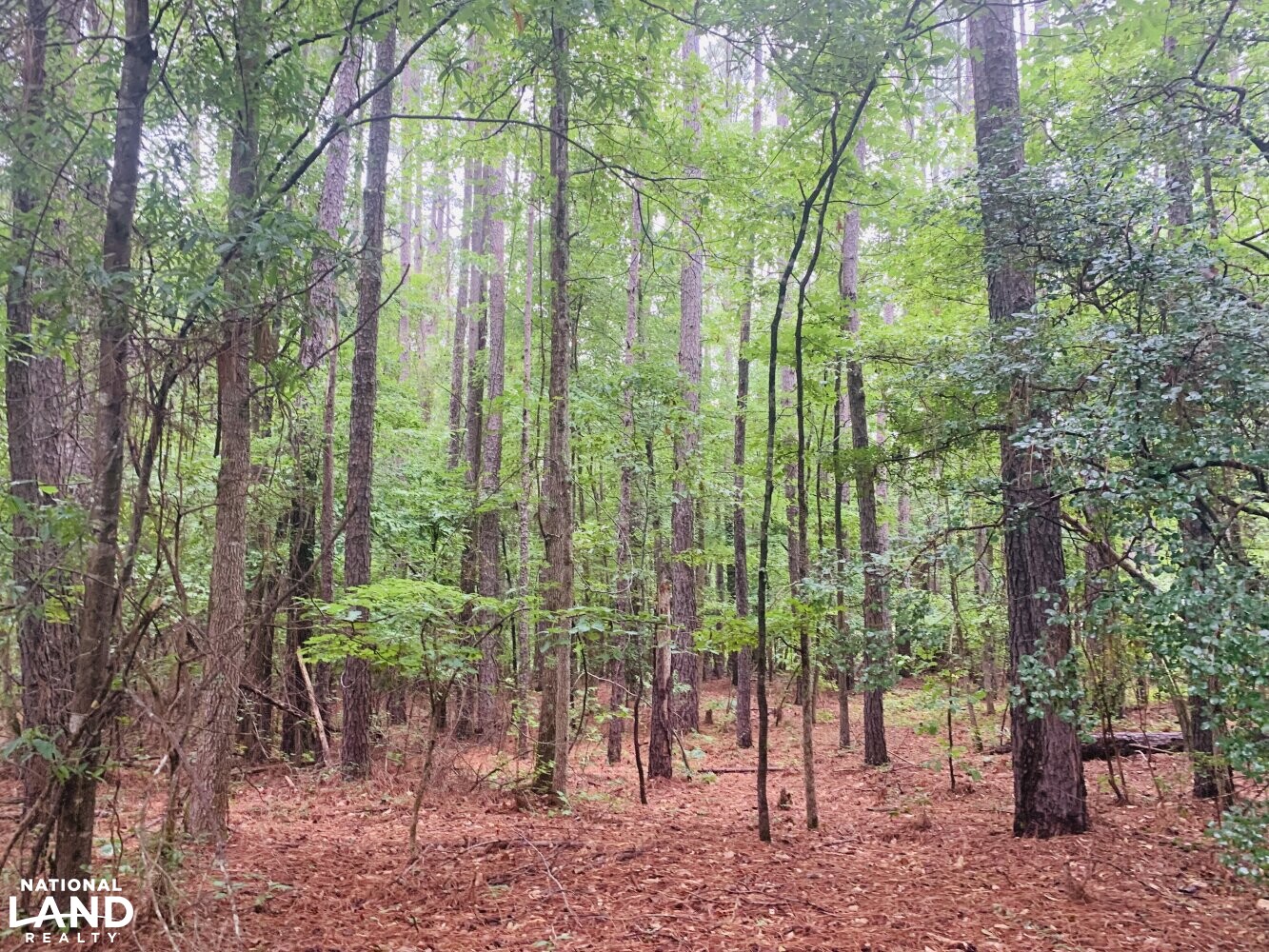 Ashley Creek Homesite in Kershaw County, South Carolina (7 Photos