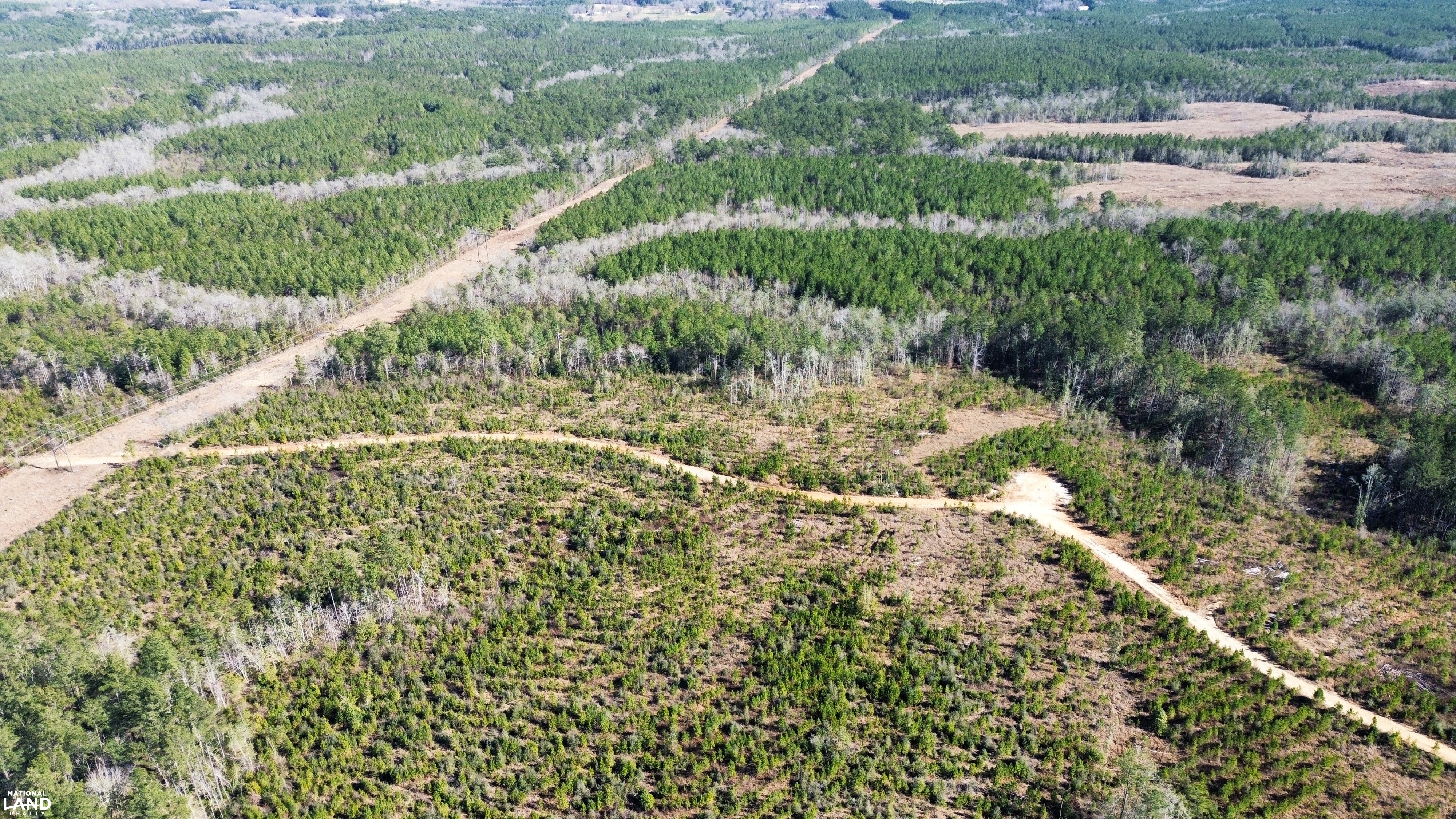South West Alabama Timber and Hunting Investment in Washington County ...