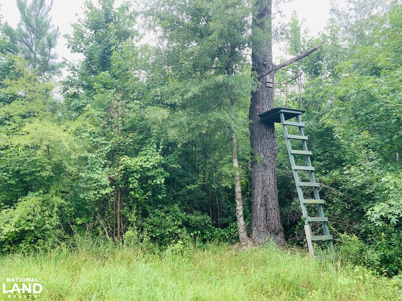 Santee Recreation and Hunting in Orangeburg County, South Carolina (27