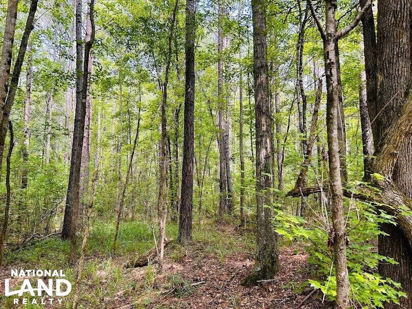 Hunting Land with Camp and Equipment in Talbot County, (60