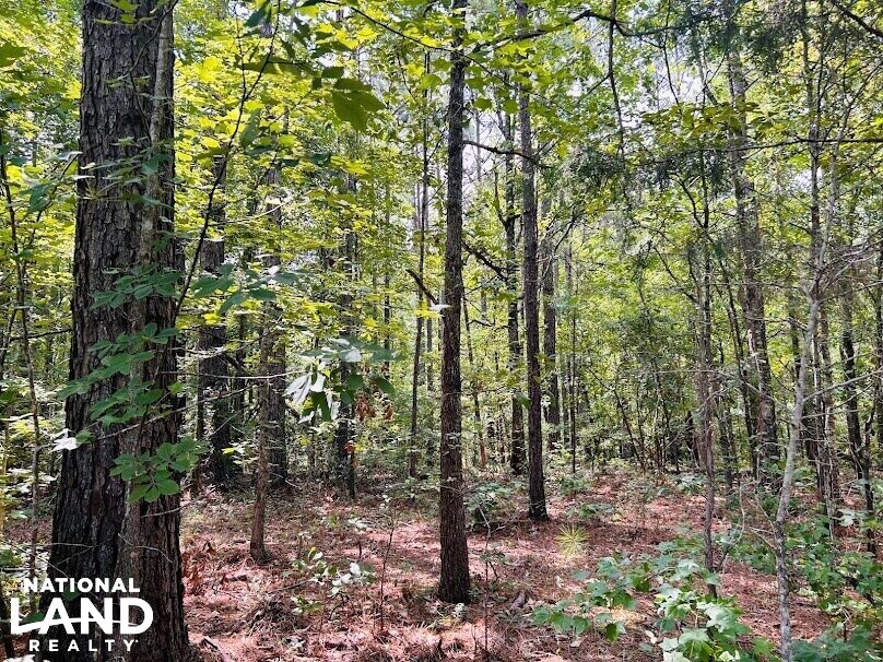 Hunting Land with Camp and Equipment in Talbot County, (60