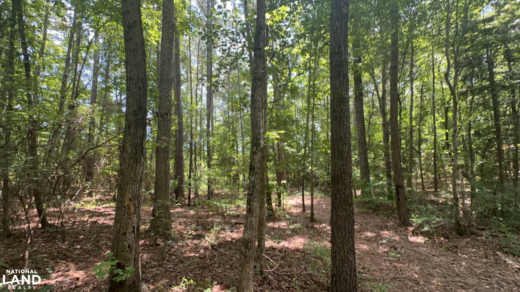 West Bibb Timber and Hunting Investment in Bibb County, Alabama (45