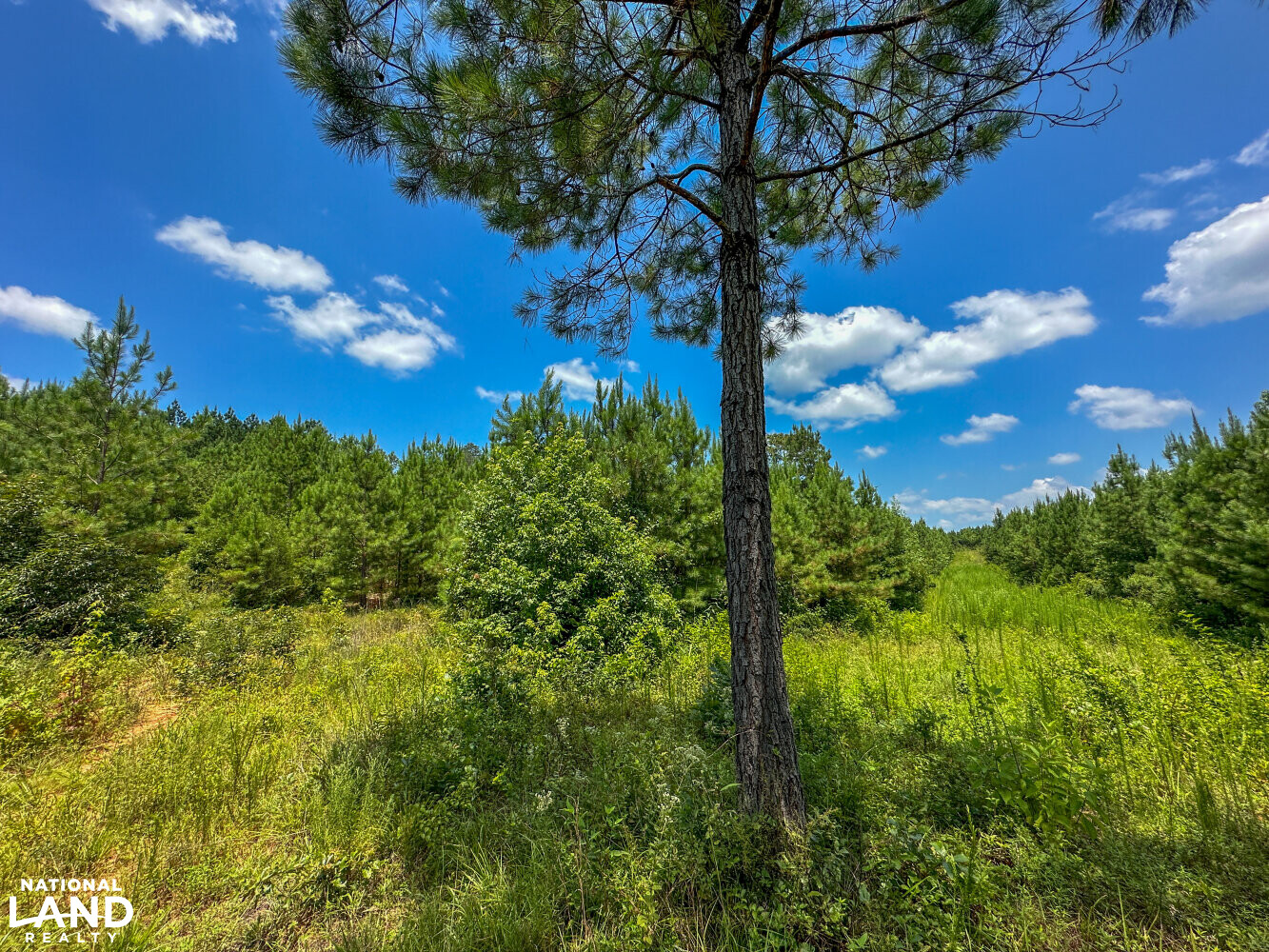 West Bibb Timber and Hunting Investment in Bibb County, Alabama (45