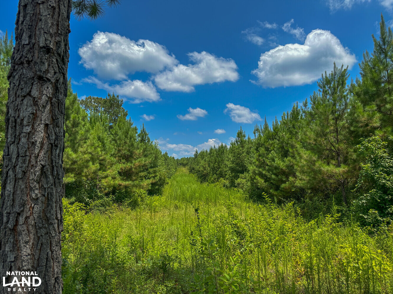 West Bibb Timber and Hunting Investment in Bibb County, Alabama (45