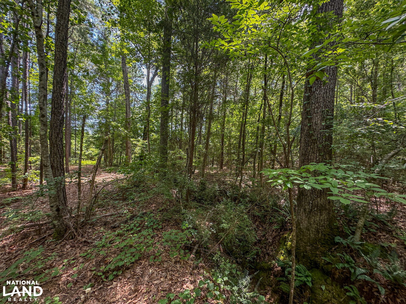 West Bibb Timber and Hunting Investment in Bibb County, Alabama (45