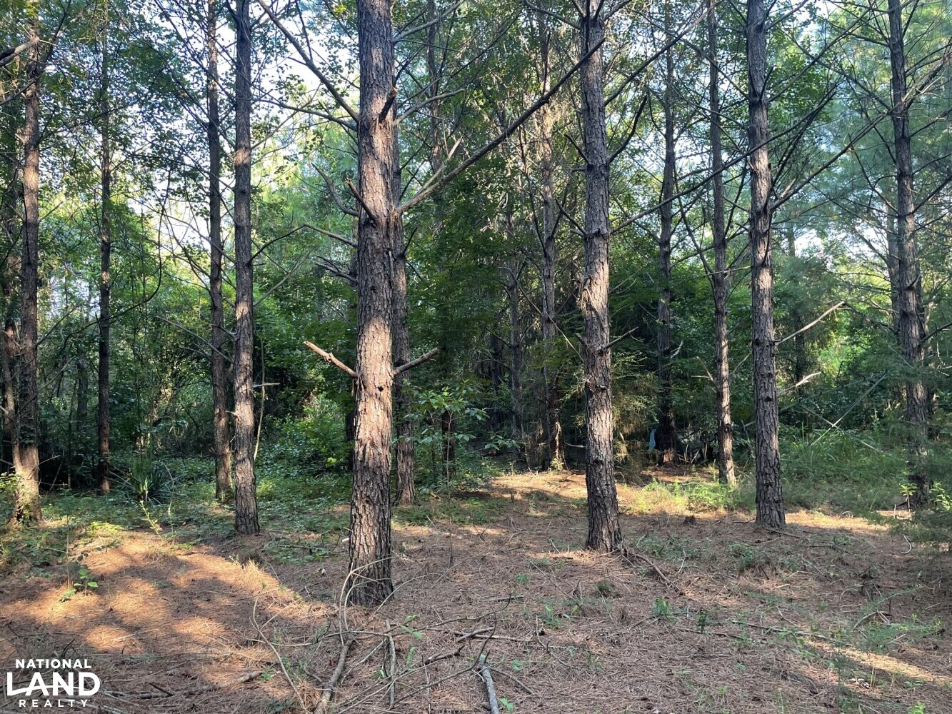 Echola Hunting, Homesite, and Timber Tract in Tuscaloosa County