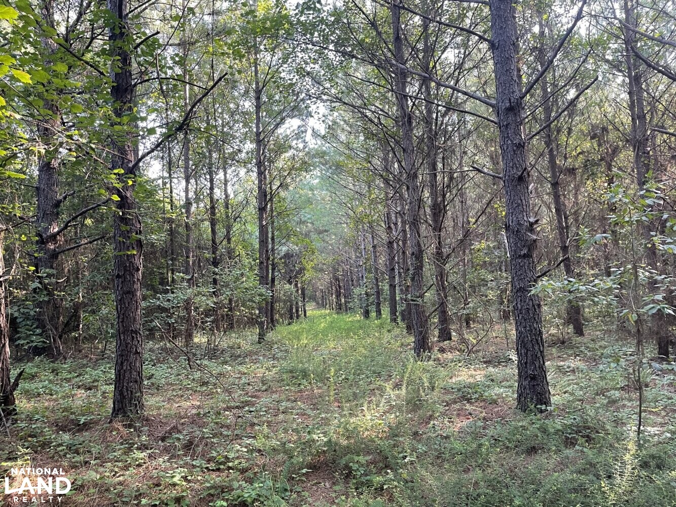 Echola Hunting, Homesite, and Timber Tract in Tuscaloosa County