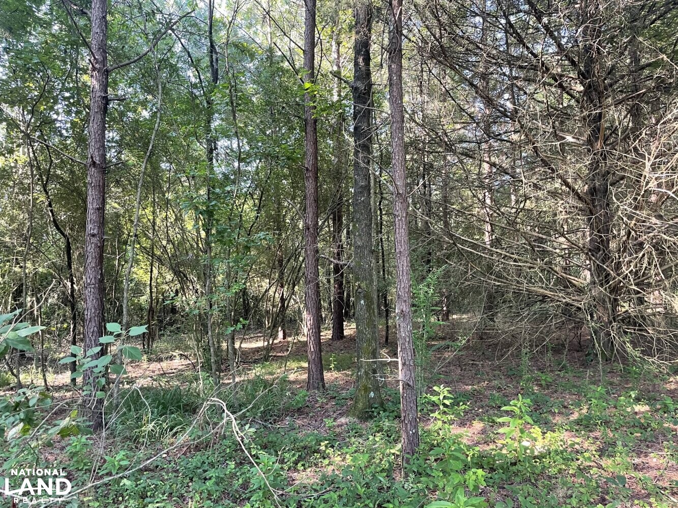 Echola Homesite and Hunting Tract in Tuscaloosa County, Alabama (8
